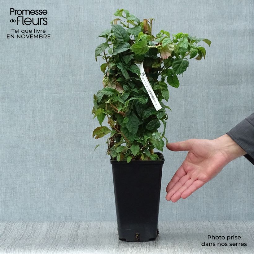 Example of Hydrangea anomala petiolaris Winter Surprise - Kletter-Hortensie Topf mit 2L/3L as you get in automne