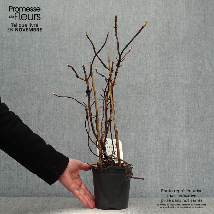 Example of Hydrangea anomala ssp. petiolaris - Kletter-Hortensie Topf mit 2L/3L as you get in automne