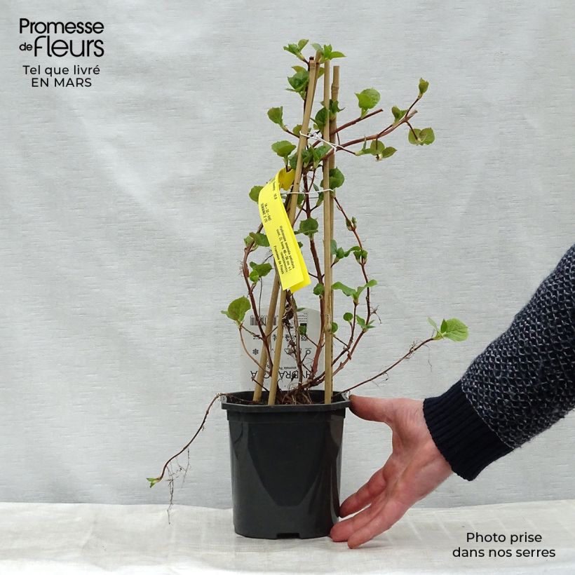 Exemplar von Hydrangea anomala ssp. petiolaris - Kletter-Hortensie Topf mit 2L/3L wie im Winter geliefert