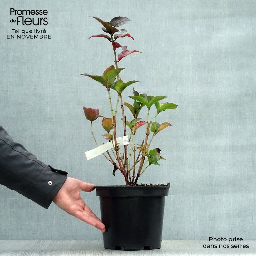 Example of Hydrangea Daredevil - Tellerhortensie Topf mit 4L/5L as you get in automne