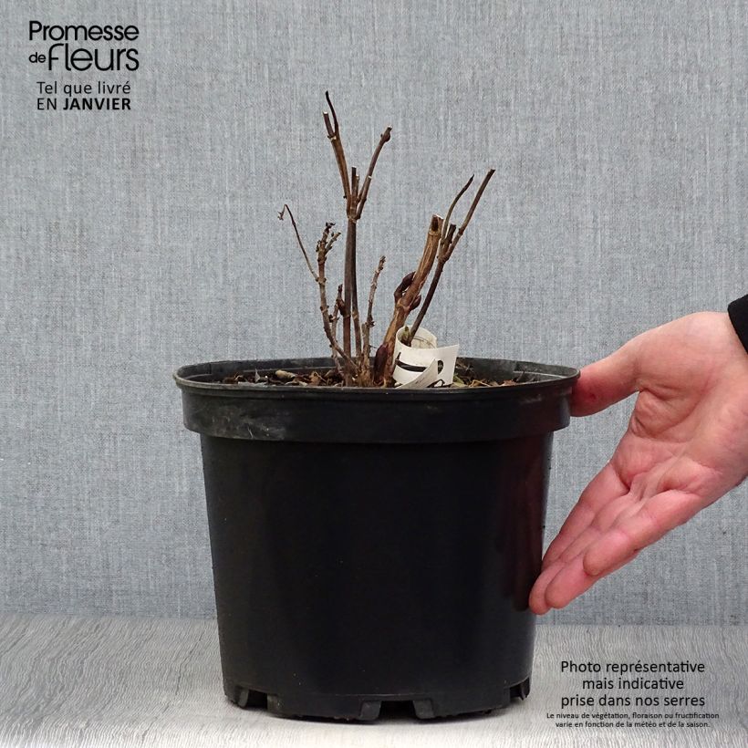 Exemplar von Hydrangea Daredevil - Tellerhortensie Topf mit 3L/4L wie im Winter geliefert