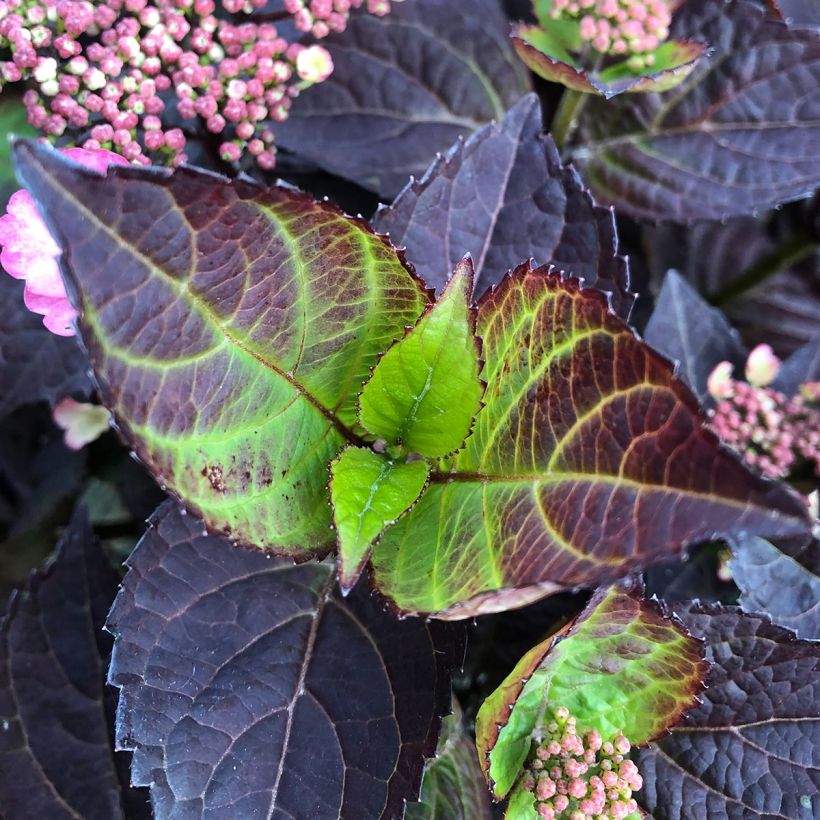 Hydrangea Daredevil - Tellerhortensie (Foliage)
