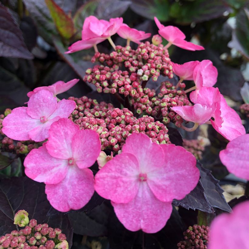 Hydrangea Daredevil - Tellerhortensie (Flowering)