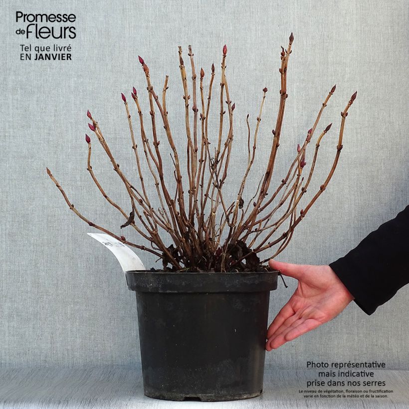 Exemplar von Hydrangea macrophylla Alpenglühen - Bauernhortensie Topf mit 7,5L/10L wie im Winter geliefert