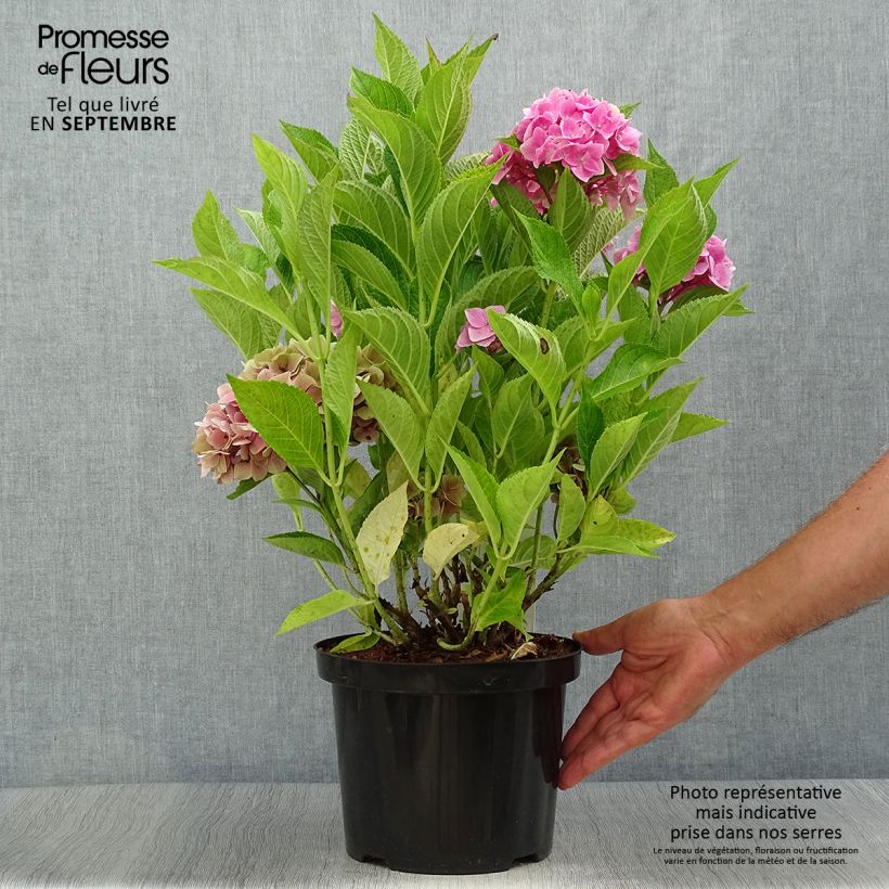 Example of Hydrangea macrophylla Ankong - Bauernhortensie Topf mit 4L/5L as you get in automne