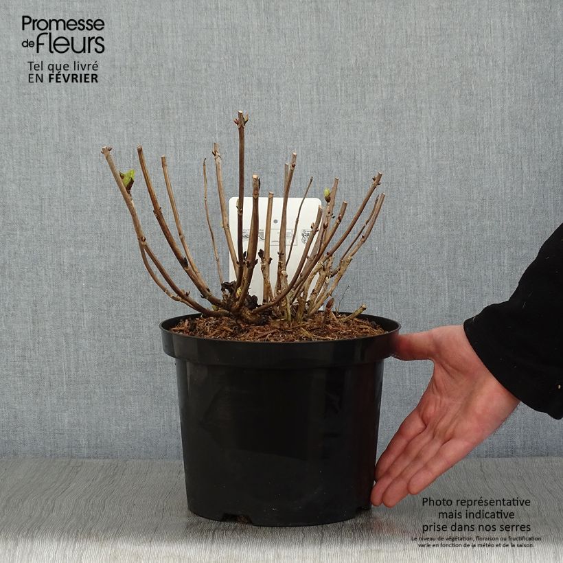 Exemplar von Hydrangea macrophylla Ankong - Bauernhortensie Topf mit 4L/5L wie im Winter geliefert