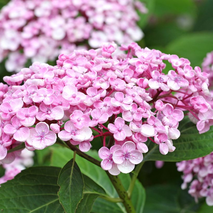 Hydrangea macrophylla Ayesha - Bauernhortensie (Blüte)