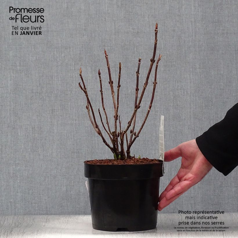 Exemplar von Hydrangea macrophylla Cloudi - Bauernhortensie Topf mit 3L/4L wie im Winter geliefert