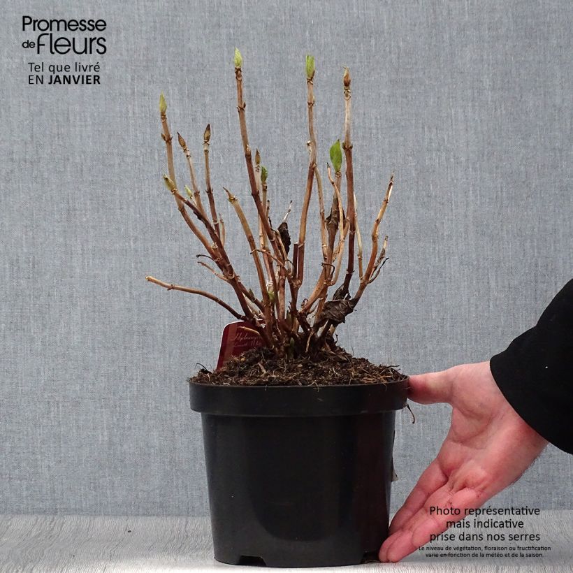 Exemplar von Hydrangea macrophylla Lanarth White - Bauernhortensie Topf mit 2L/3L wie im Winter geliefert