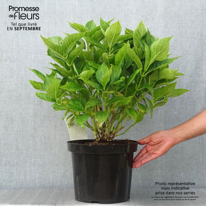 Example of Hydrangea macrophylla Lanarth White - Bauernhortensie Topf mit 7,5L/10L as you get in automne