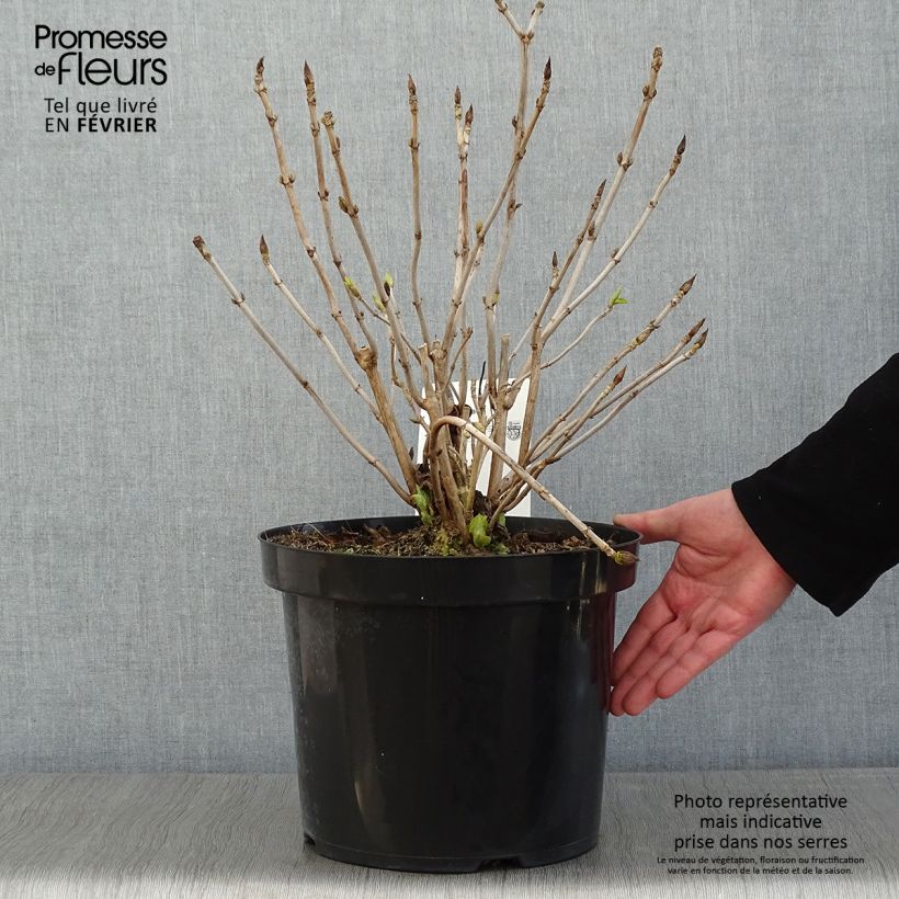 Exemplar von Hydrangea macrophylla Lanarth White - Bauernhortensie Topf mit 7,5L/10L wie im Winter geliefert