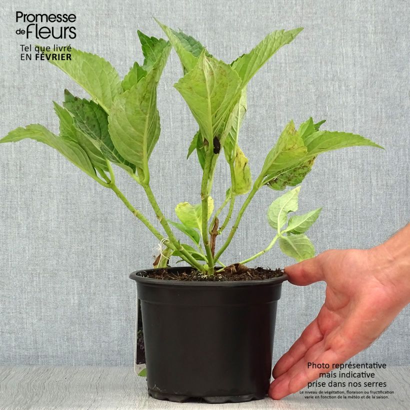 Example of Hydrangea macrophylla Mariesii Perfecta - Bauernhortensie Topf mit 2L/3L as you get in automne