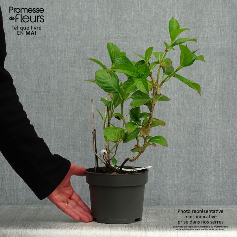 Exemplar von Hydrangea macrophylla Mariesii Perfecta - Bauernhortensie Topf mit 2L/3L wie im Frühjahr geliefert