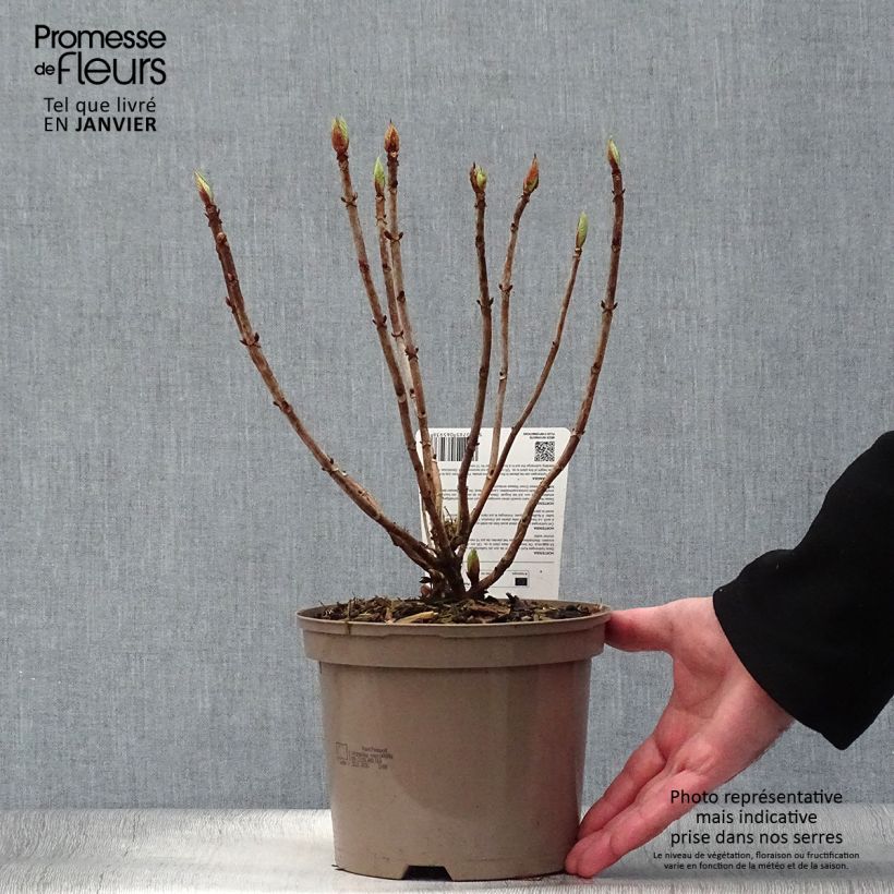 Exemplar von Hydrangea macrophylla Masja - Bauernhortensie Topf mit 2L/3L wie im Winter geliefert