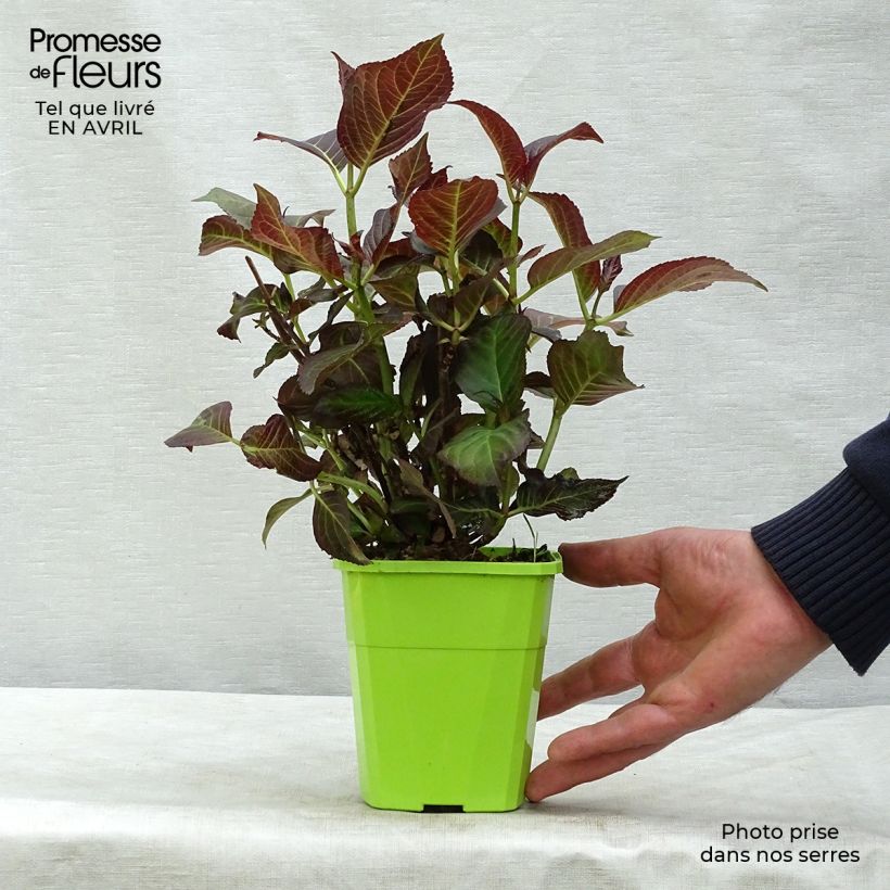 Exemplar von Hydrangea macrophylla Miss Saori - Bauernhortensie Topf mit 1L/1,5L wie im Frühjahr geliefert