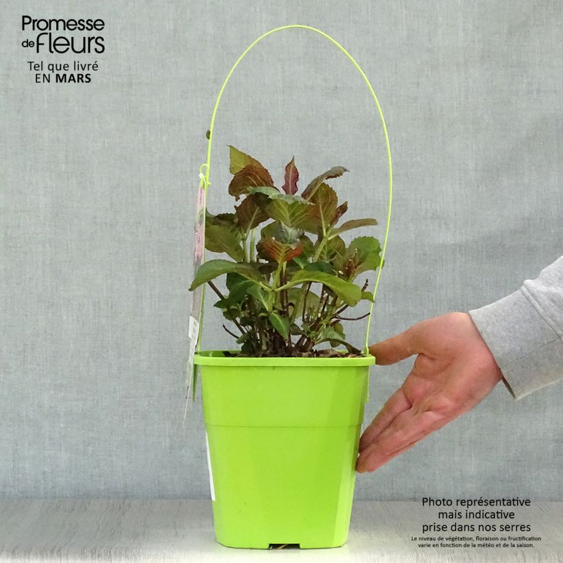 Exemplar von Hydrangea macrophylla Miss Saori - Bauernhortensie Topf mit 4L/5L wie im Frühjahr geliefert