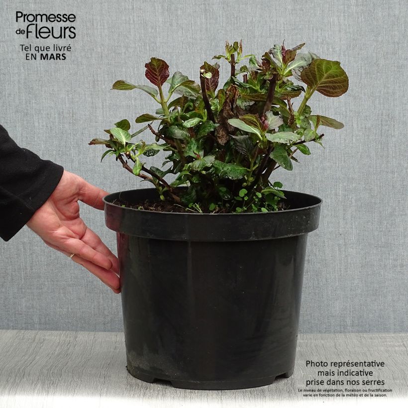 Exemplar von Hydrangea macrophylla Miss Saori - Bauernhortensie Topf mit 7,5L/10L wie im Frühjahr geliefert