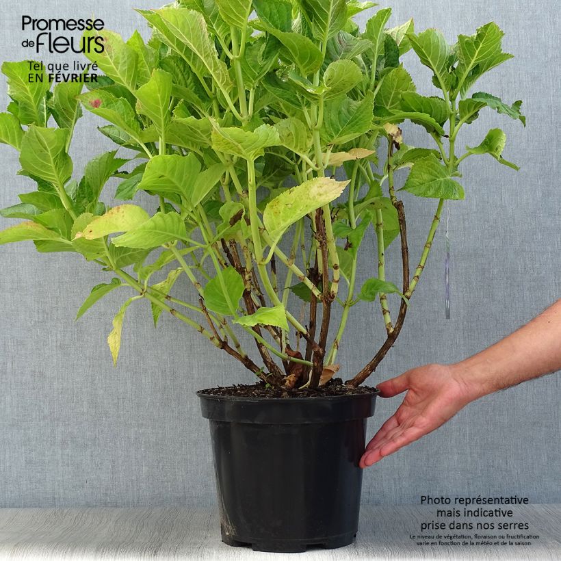 Example of Hydrangea macrophylla Teller Blue - Bauernhortensie Topf mit 7,5L/10L as you get in automne