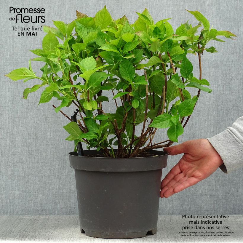 Exemplar von Hydrangea macrophylla Teller Blue - Bauernhortensie Topf mit 7,5L/10L wie im Frühjahr geliefert