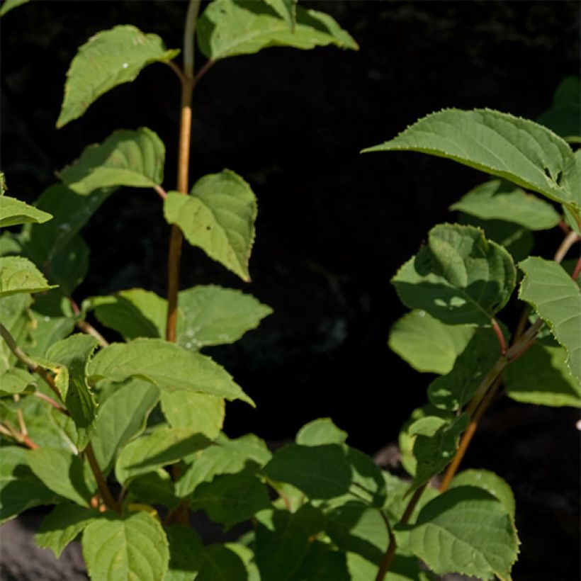 Rispenhortensie Burgondy Lace - Hydrangea paniculata (Foliage)
