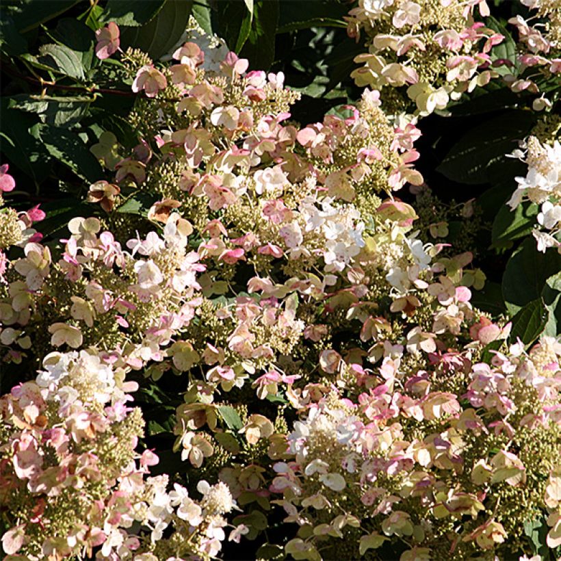 Rispenhortensie Burgondy Lace - Hydrangea paniculata (Flowering)