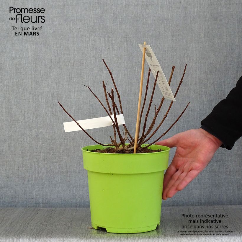 Exemplar von Rispenhortensie Petite Star - Hydrangea paniculata Topf mit 4L/5L wie im Winter geliefert