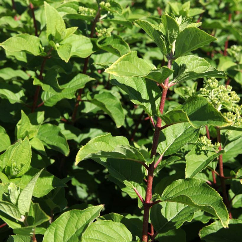 Rispenhortensie Polar Bear - Hydrangea paniculata (Foliage)