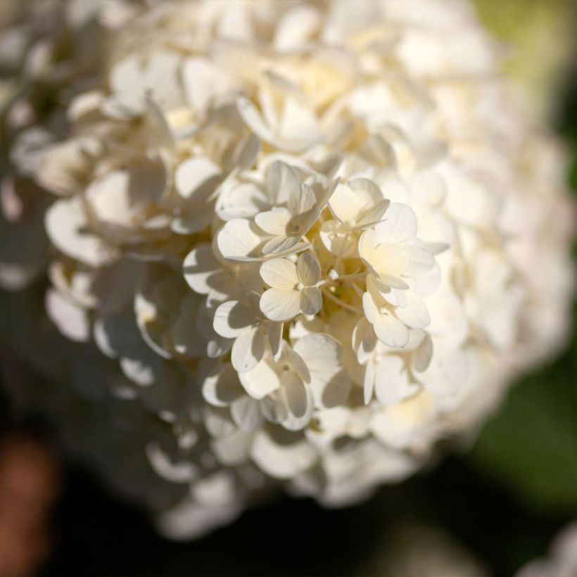 Rispenhortensie Polar Bear - Hydrangea paniculata (Flowering)