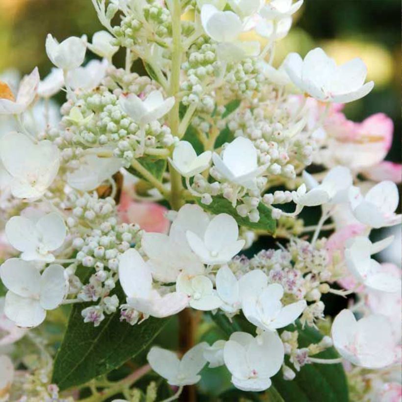 Rispenhortensie Tickled Pink - Hydrangea paniculata (Flowering)