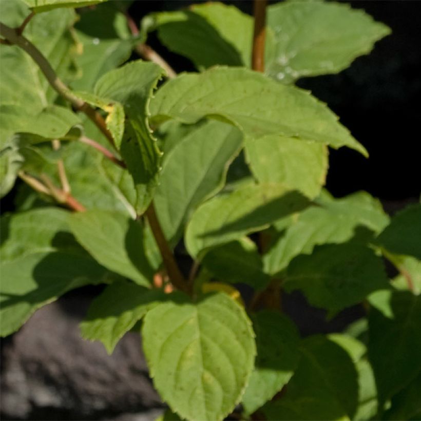 Rispenhortensie White Moth - Hydrangea paniculata (Foliage)