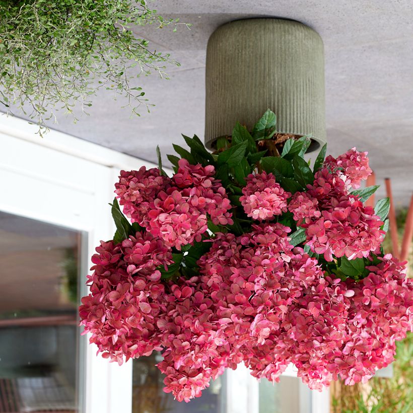 Rispenhortensie Bloody Marie - Hydrangea paniculata (Plant habit)