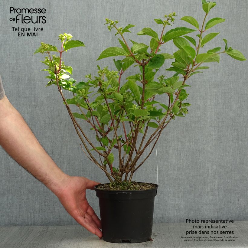 Exemplar von Rispenhortensie Dharuma - Hydrangea paniculata Topf mit 2L/3L wie im Frühjahr geliefert