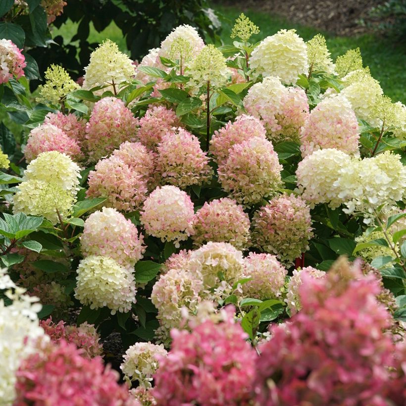 Rispenhortensie Fire Light Tidbit - Hydrangea paniculata (Plant habit)