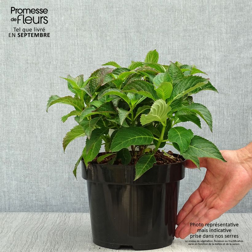 Example of Hydrangea serrata Annie's Blue - Tellerhortensie Topf mit 2L/3L as you get in automne