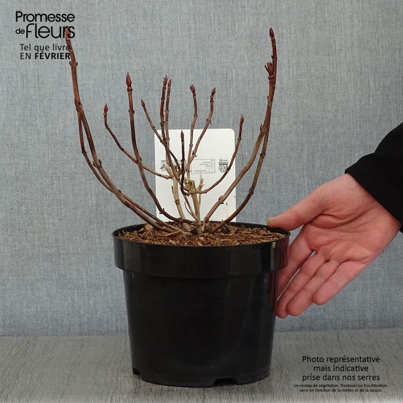 Exemplar von Hydrangea serrata Annie's Blue - Tellerhortensie Topf mit 2L/3L wie im Winter geliefert