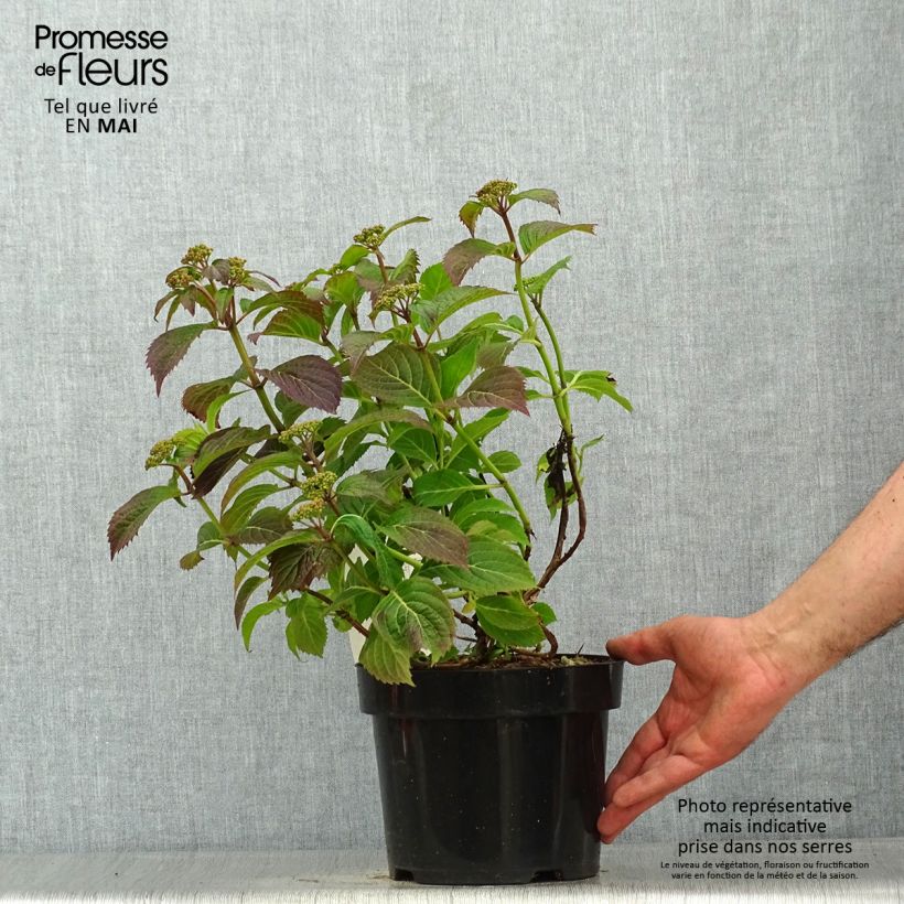 Exemplar von Hydrangea serrata Annie's Blue - Tellerhortensie Topf mit 2L/3L wie im Frühjahr geliefert