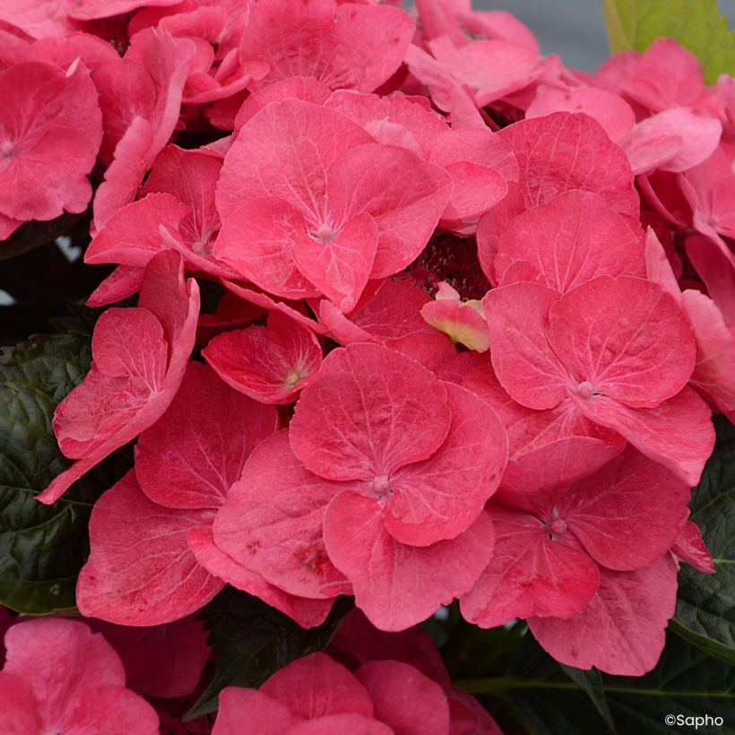 Hydrangea macrophylla Dolce Fragola - Bauernhortensie (Blüte)