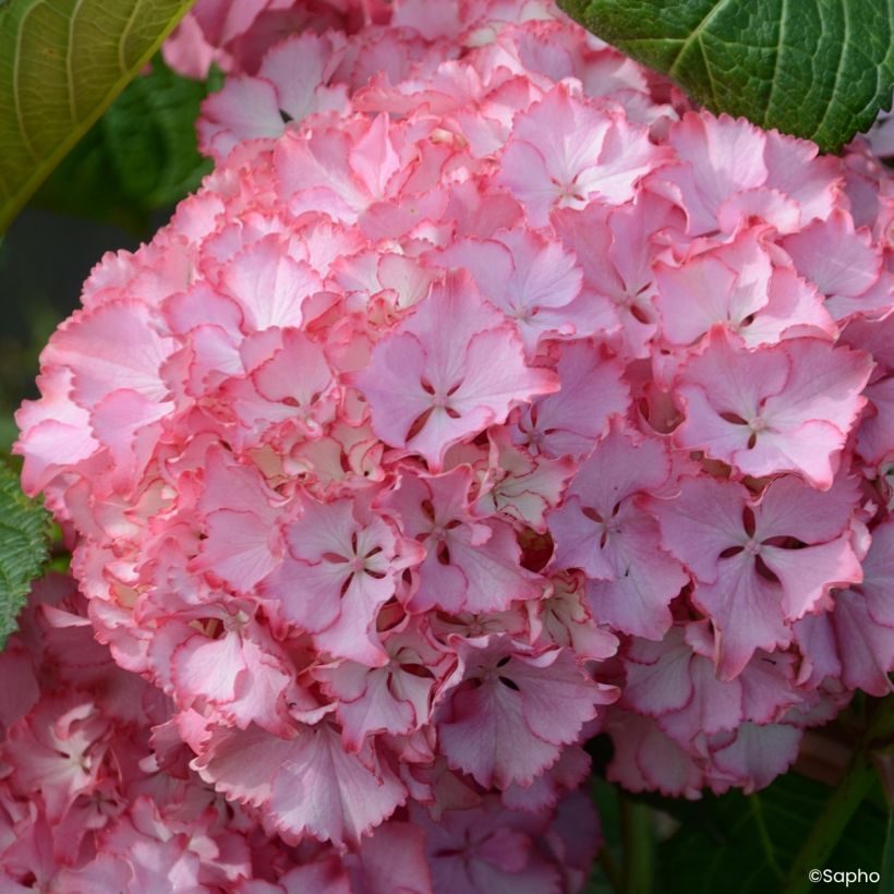 Hydrangea macrophylla So Long Sunny - Bauernhortensie (Blüte)