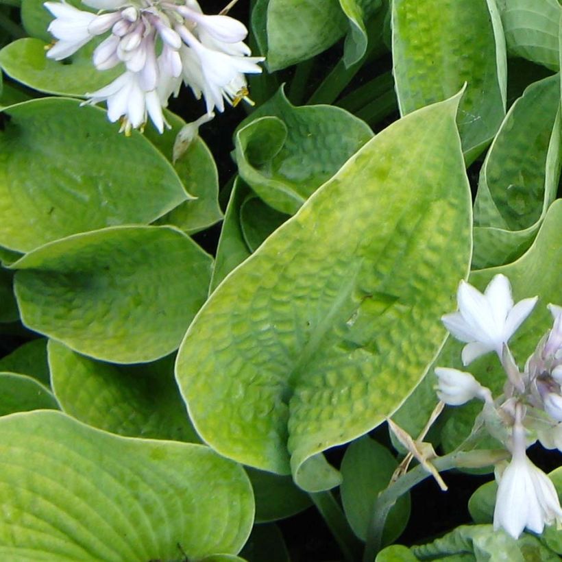 Hosta Abiqua Ariel - Garten-Funkie (Foliage)