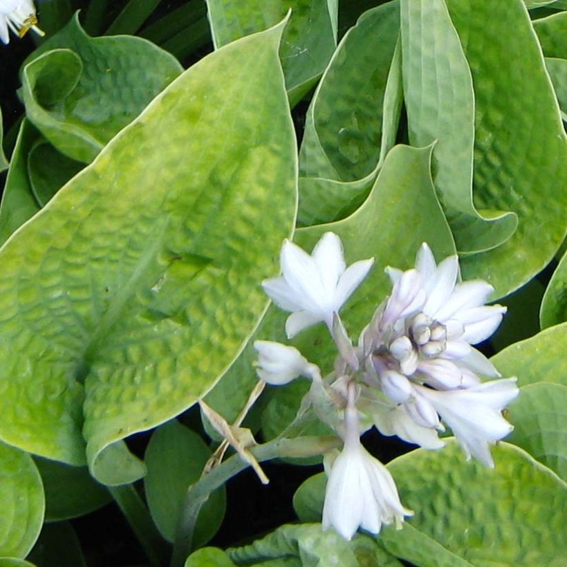 Hosta Abiqua Ariel - Garten-Funkie (Flowering)