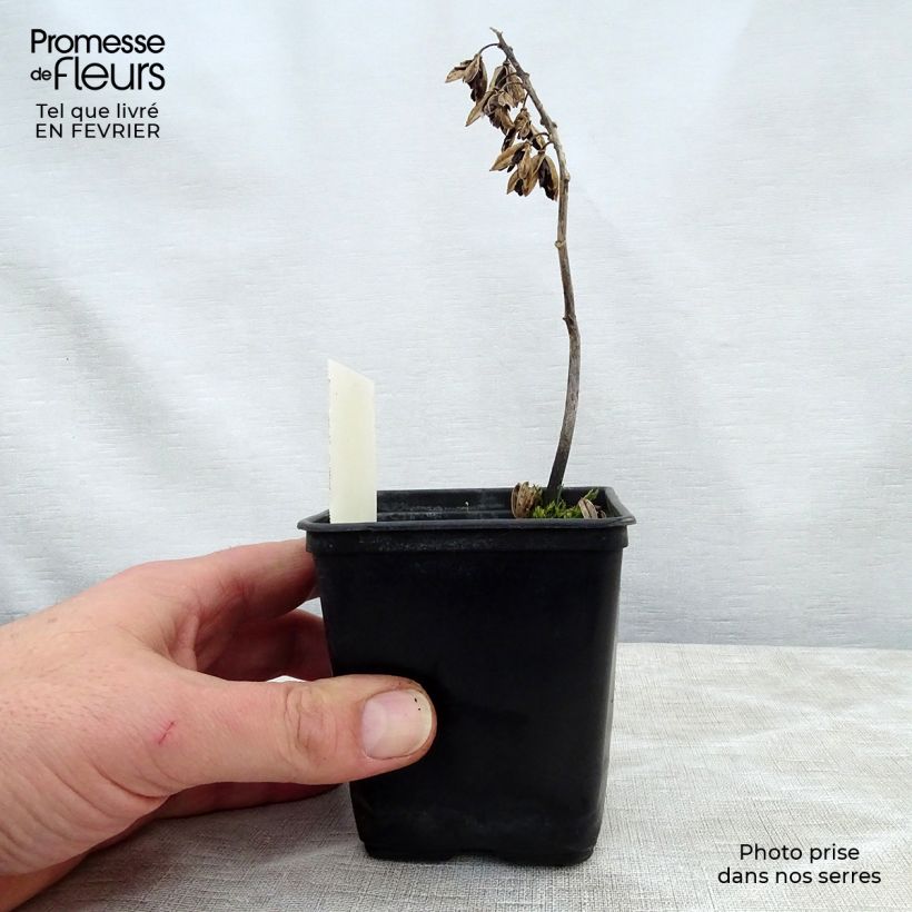 Example of Hosta Abiqua Ariel - Garten-Funkie Kleine Töpfe von 8/9 cm as you get in hiver