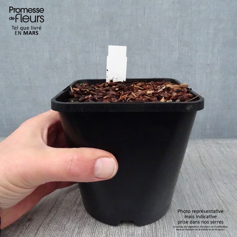 Exemplar von Hosta Adorable - Garten-Funkie Topf mit 1,5L/2L wie im Winter geliefert