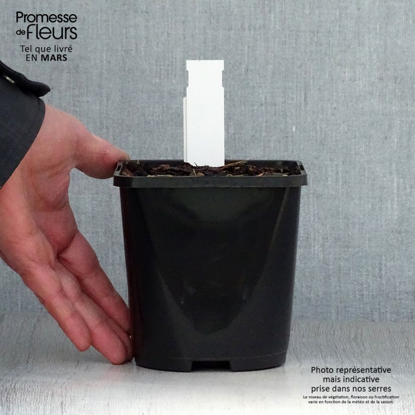 Exemplar von Hosta Alligator Alley - Garten-Funkie Topf mit 1,5L/2L wie im Frühjahr geliefert