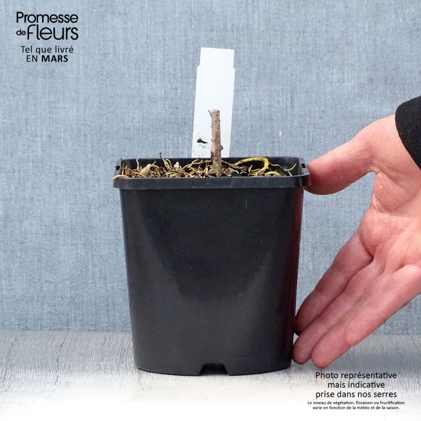 Exemplar von Hosta Amalia - Garten-Funkie Topf mit 1,5L/2L wie im Frühjahr geliefert