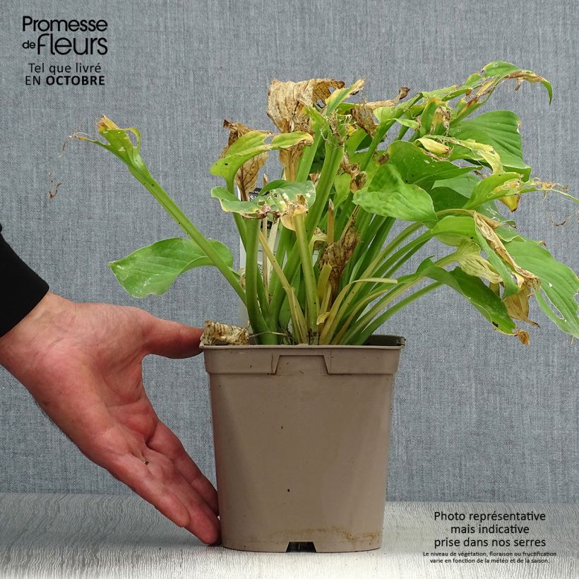 Example of Hosta August Moon - Garten-Funkie Topf mit 2L/3L as you get in automne