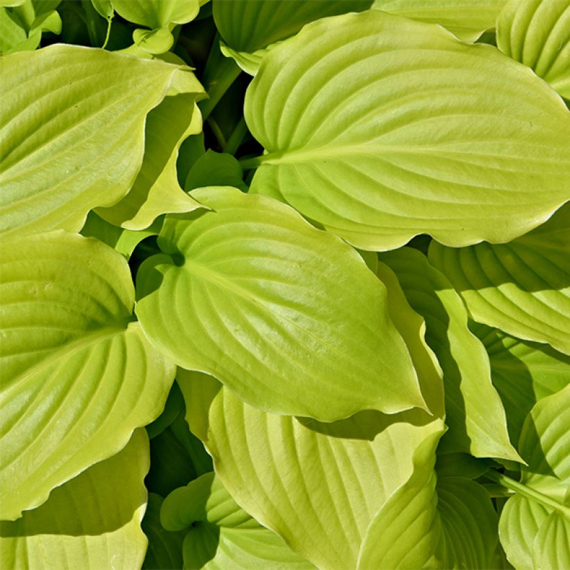 Hosta August Moon - Garten-Funkie (Foliage)