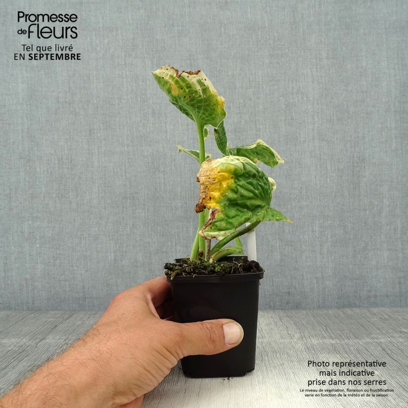 Example of Hosta Austin Dickinson - Garten-Funkie Kleine Töpfe von 8/9 cm as you get in automne