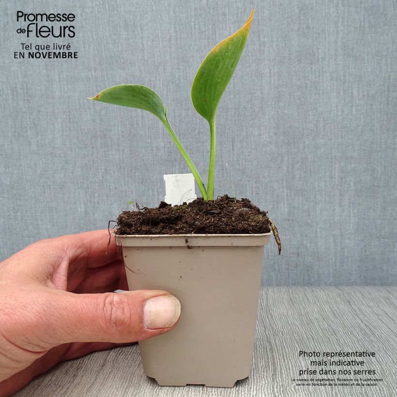 Example of Hosta Big daddy - Garten-Funkie Kleine Töpfe von 8/9 cm as you get in automne