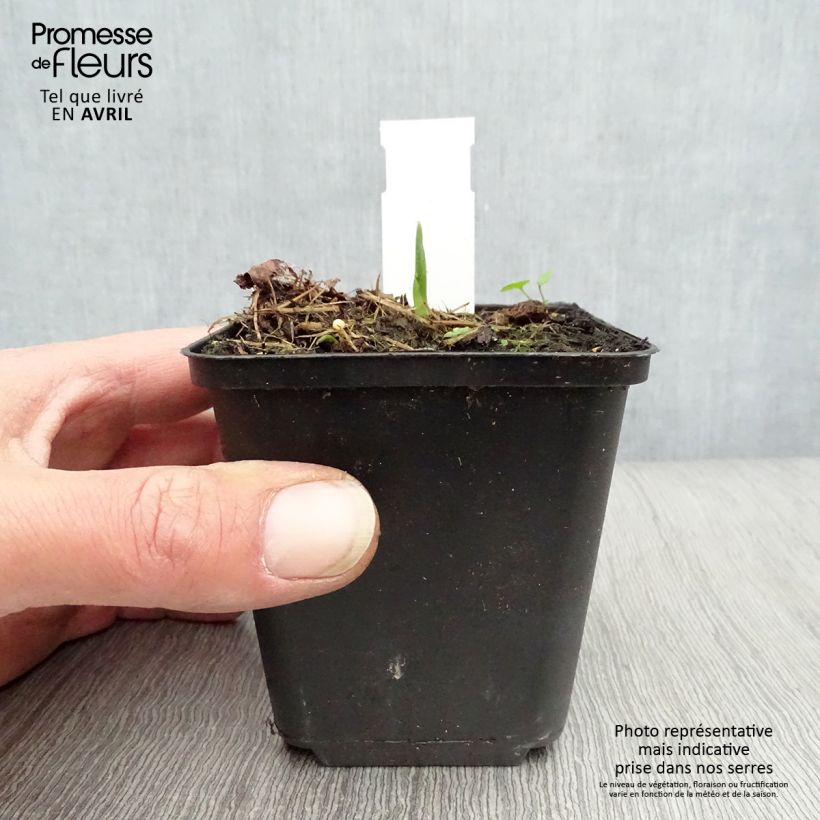 Exemplar von Hosta Big daddy - Garten-Funkie Kleine Töpfe von 8/9 cm wie im Frühjahr geliefert