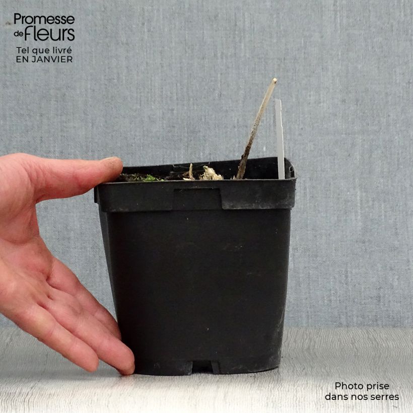 Exemplar von Hosta Big daddy - Garten-Funkie Topf mit 2L/3L wie im Winter geliefert